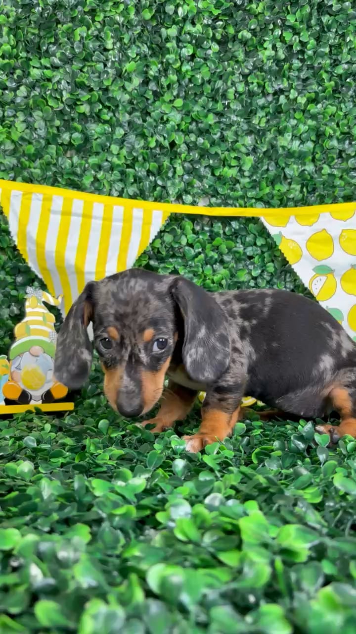 Female Dachshund puppy named Diana for sale at Puppy Dreams - North Richland Hills. video thumbnail