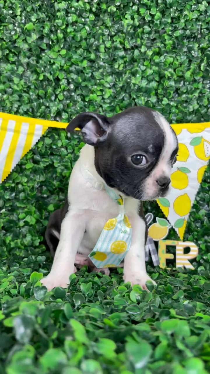 Male Boston Terrier puppy named Cash for sale at Puppy Dreams - North Richland Hills. video thumbnail