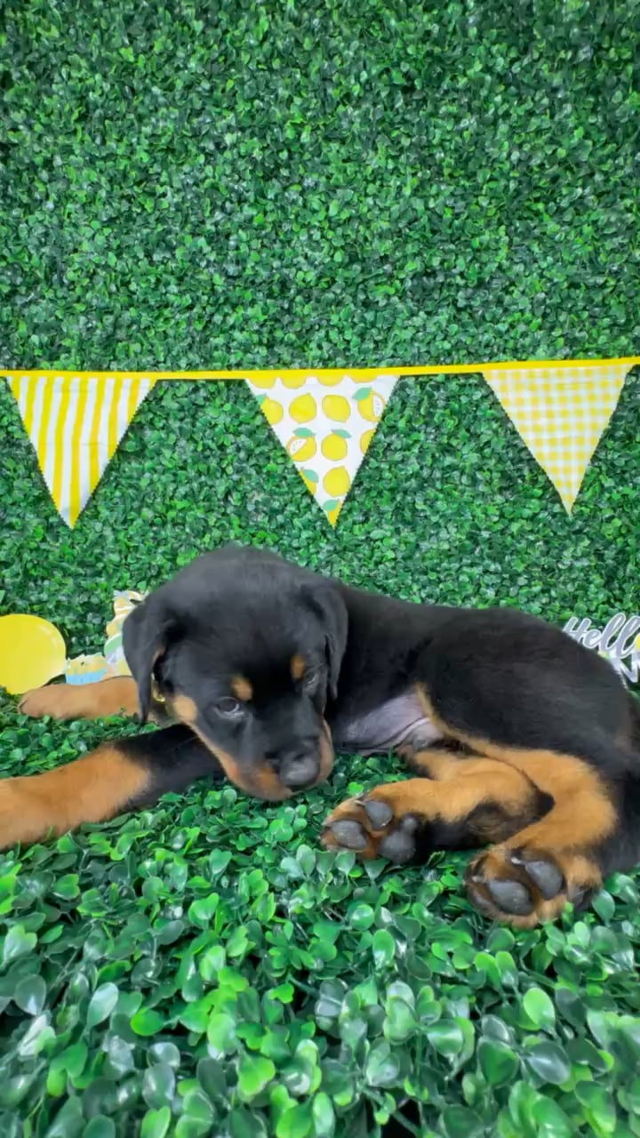 Male Rottweiler puppy named Roko for sale at Puppy Dreams - North Richland Hills. video thumbnail