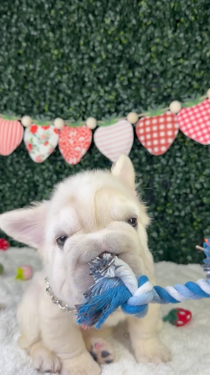 Male Fluffy French Bulldog puppy named Mr. Rabbit for sale at Puppy Dreams - Garland. video thumbnail