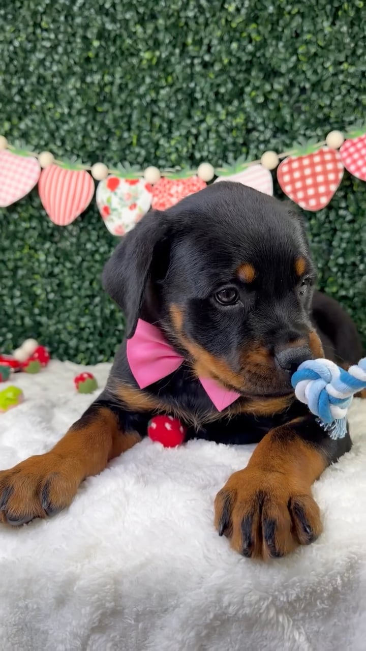 Female Rottweiler puppy named Maisie for sale at Puppy Dreams - Garland. video thumbnail