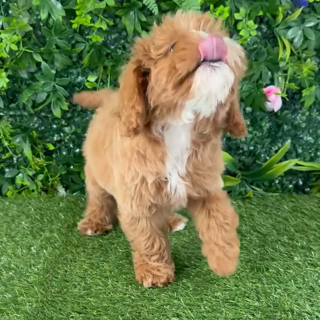 Male Cavapoo puppy named Michael for sale at Puppy Dreams - Katy. video thumbnail