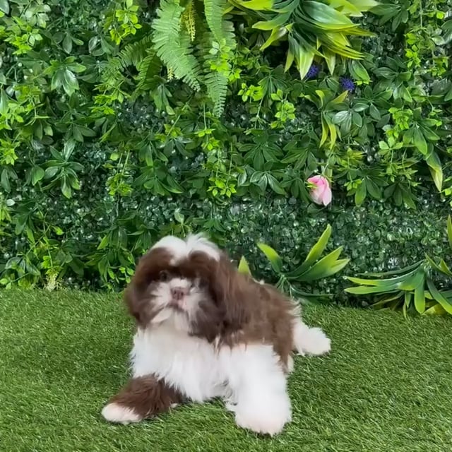 Female Shih Tzu puppy named Ginger for sale at Puppy Dreams - Katy. video thumbnail
