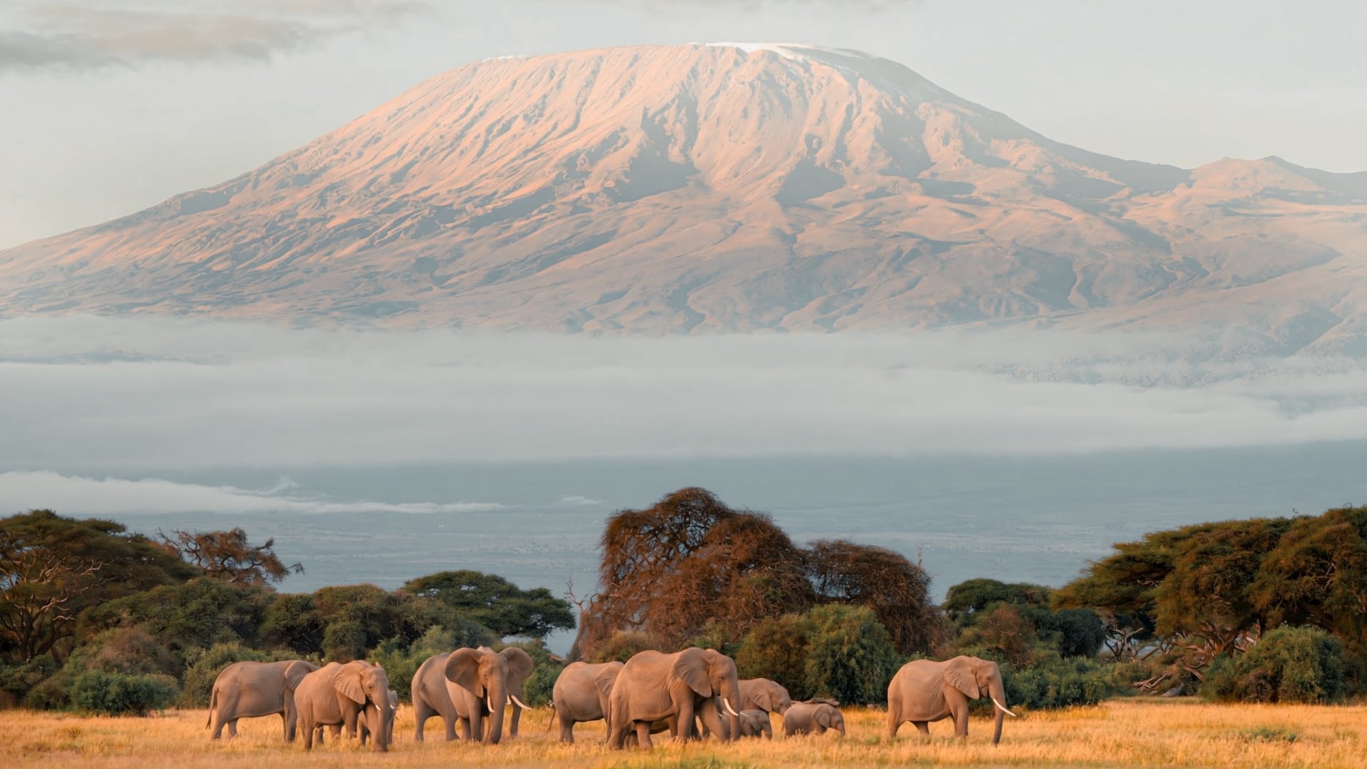 Porini Camps - Selenkay Conservancy -       A Cinematic Safari Experience