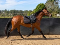 Showtime x Sol Witness Filly