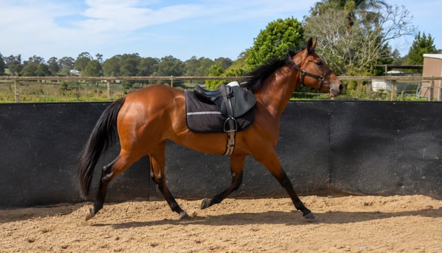 Showtime x Sol Witness Filly