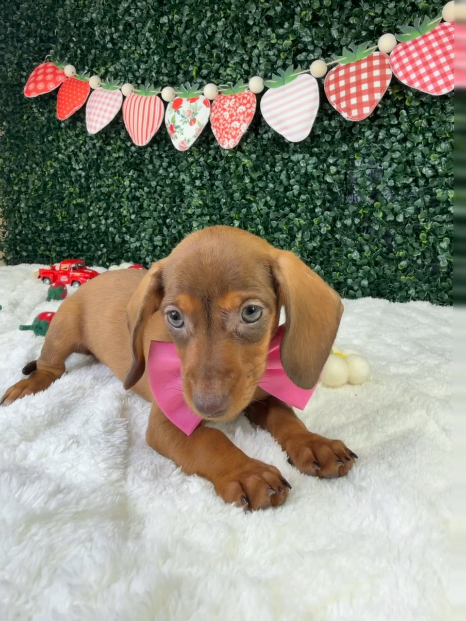 Female Dachshund puppy named Miso for sale at Puppy Dreams - Garland. video thumbnail