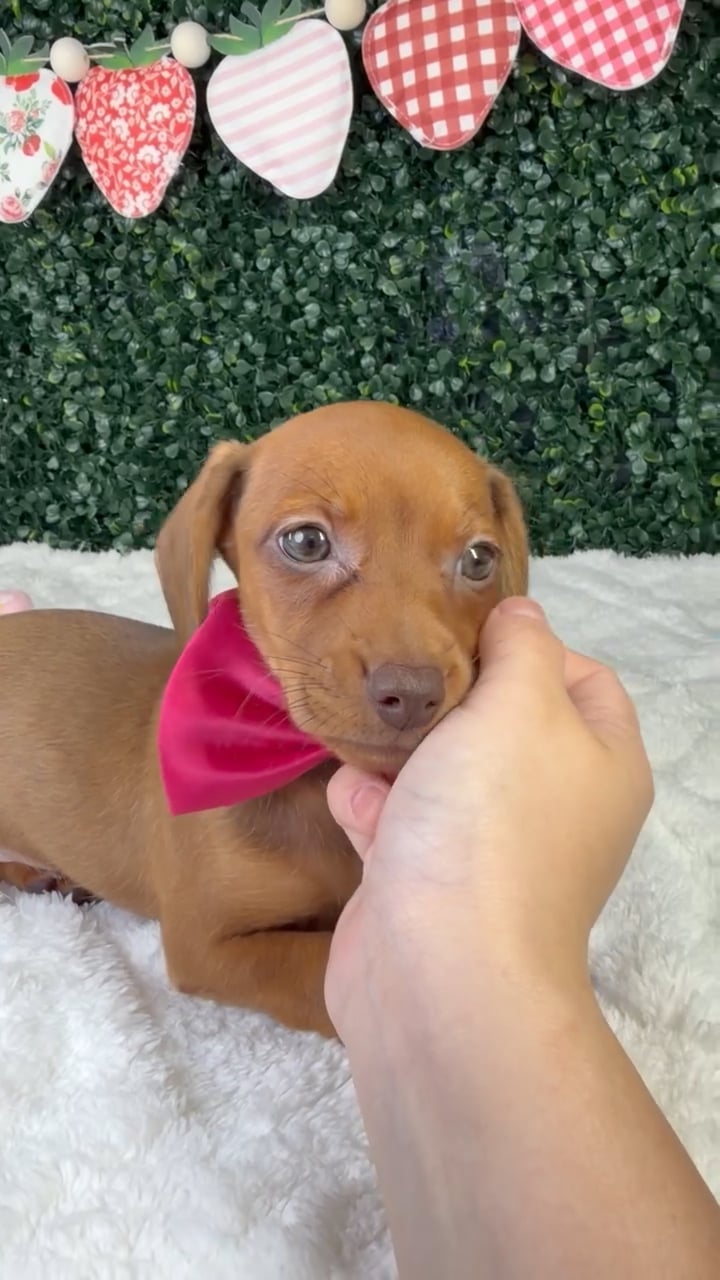 Female Dachshund puppy named Stella for sale at Puppy Dreams - Garland. video thumbnail