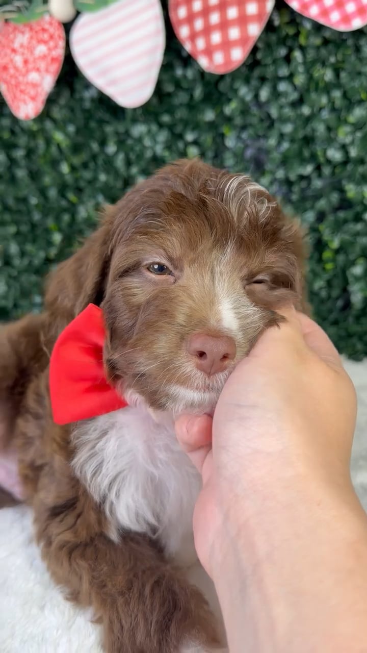 Male Mini Aussie Poo puppy named Rex for sale at Puppy Dreams - Garland. video thumbnail