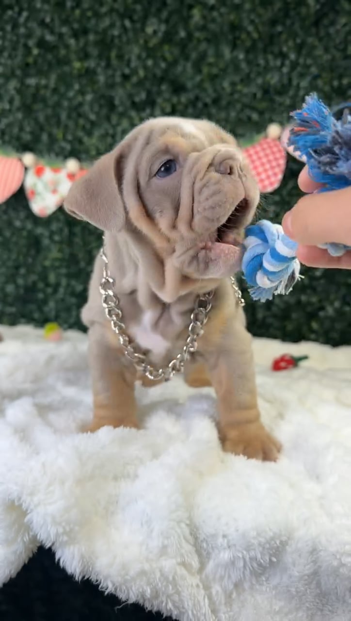 Male English Bulldog puppy named Whopper for sale at Puppy Dreams - Garland. video thumbnail