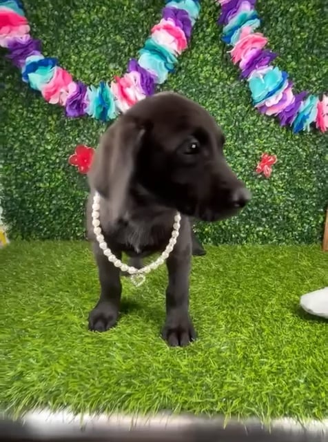 Female Labrador Retriever puppy named *Raven* for sale at Puppy Dreams - Mansfield. video thumbnail