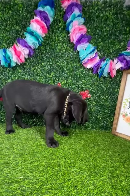 Male Labrador Retriever puppy named *Panther* for sale at Puppy Dreams - Mansfield. video thumbnail