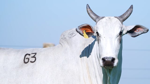 Lote 63
