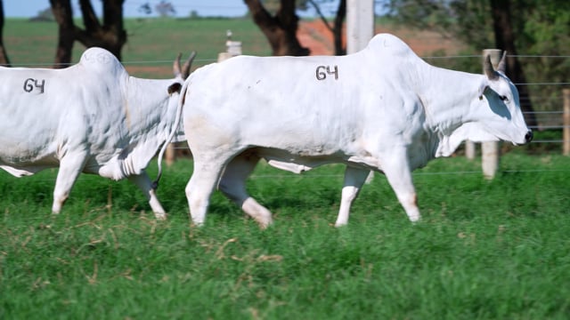 Lote 64