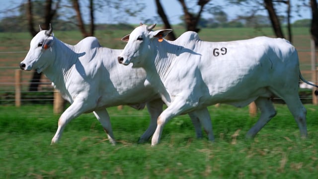 Lote 69