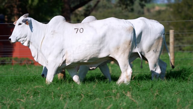 Lote 70