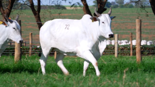 Lote 72