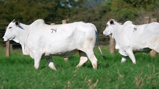 Lote 74
