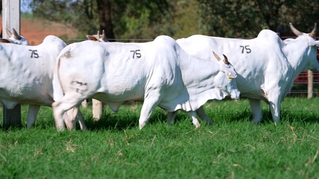 Lote 75