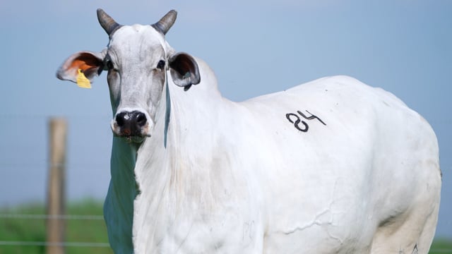 Lote 84