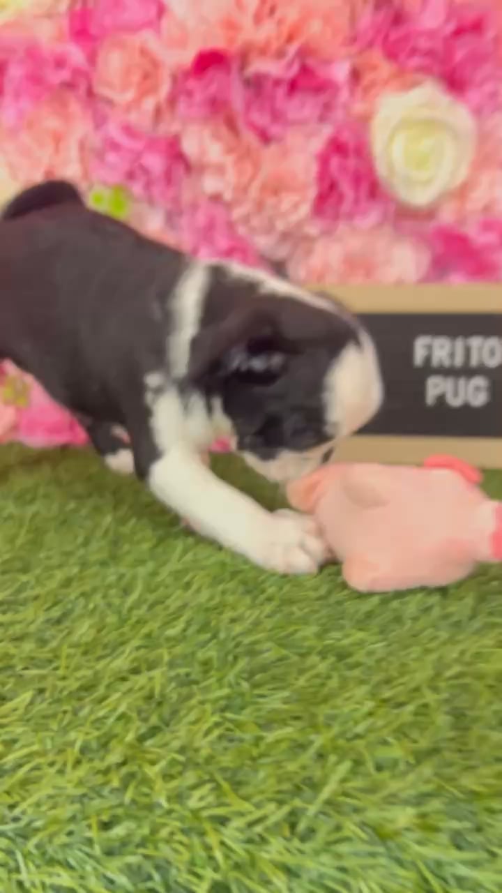 Male Pug puppy named Frito for sale at Pet Express Braintree. video thumbnail