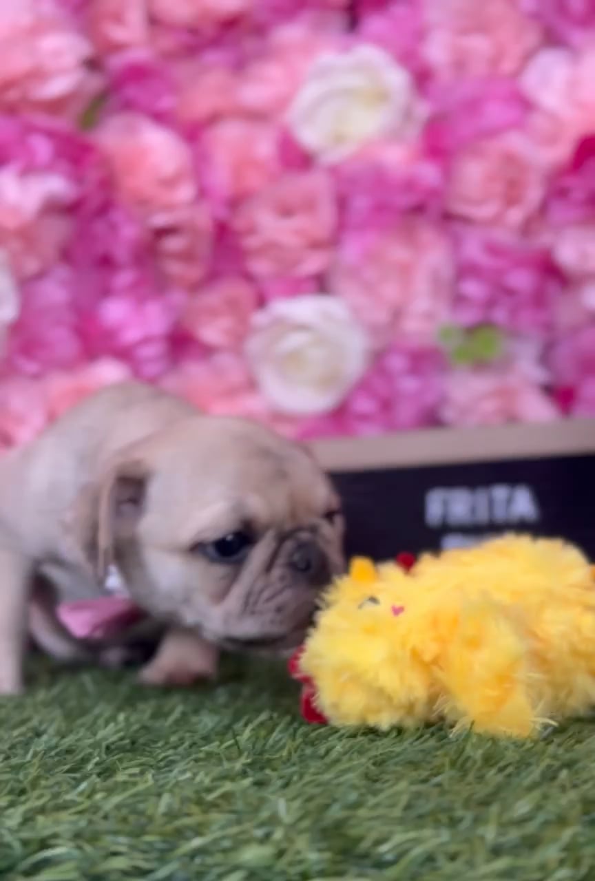 Female Pug puppy named Frida for sale at Pet Express Braintree. video thumbnail