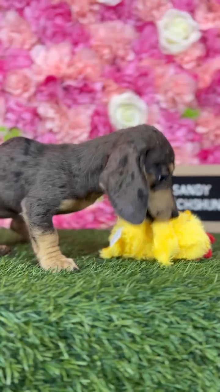 Female Dachshund puppy named Sandy for sale at Pet Express Braintree. video thumbnail