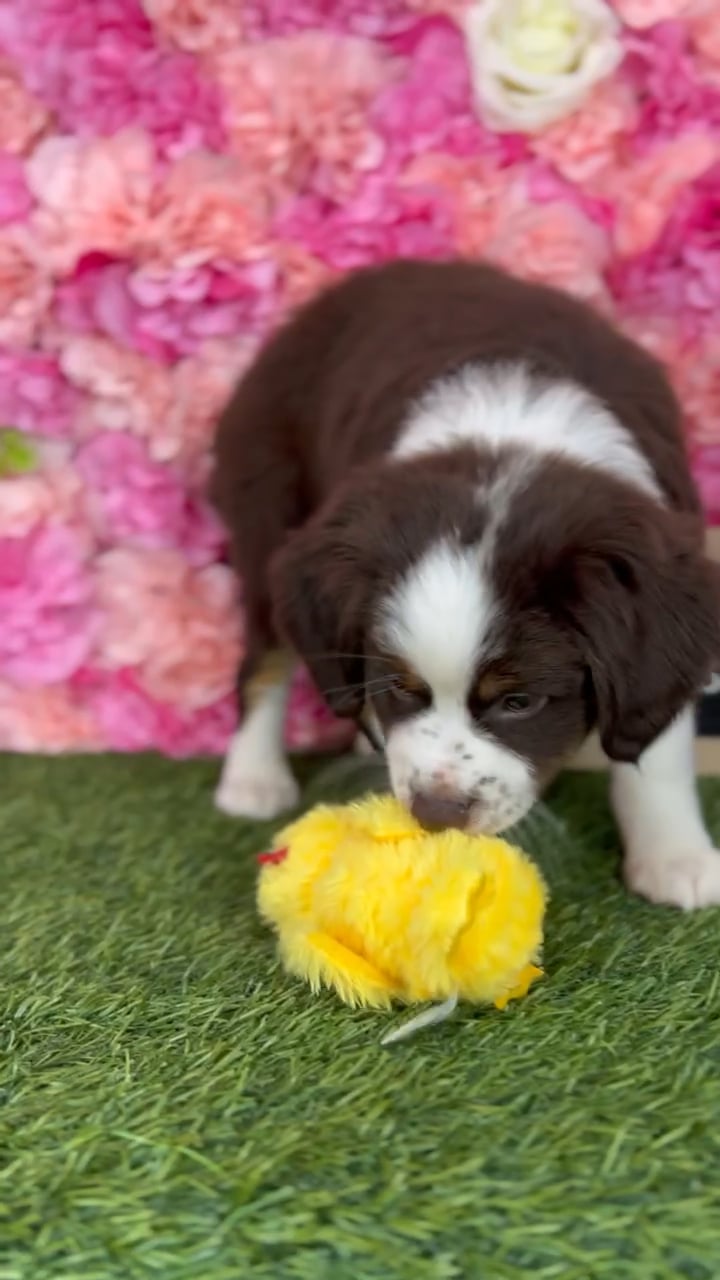 Female Miniature Australian Shepherd puppy named Bubbles for sale at Pet Express Braintree. video thumbnail