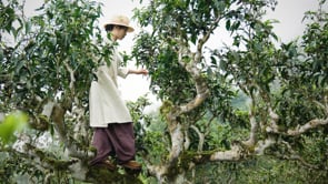 Lạc Vân trà - Làng Trà Hà Giang