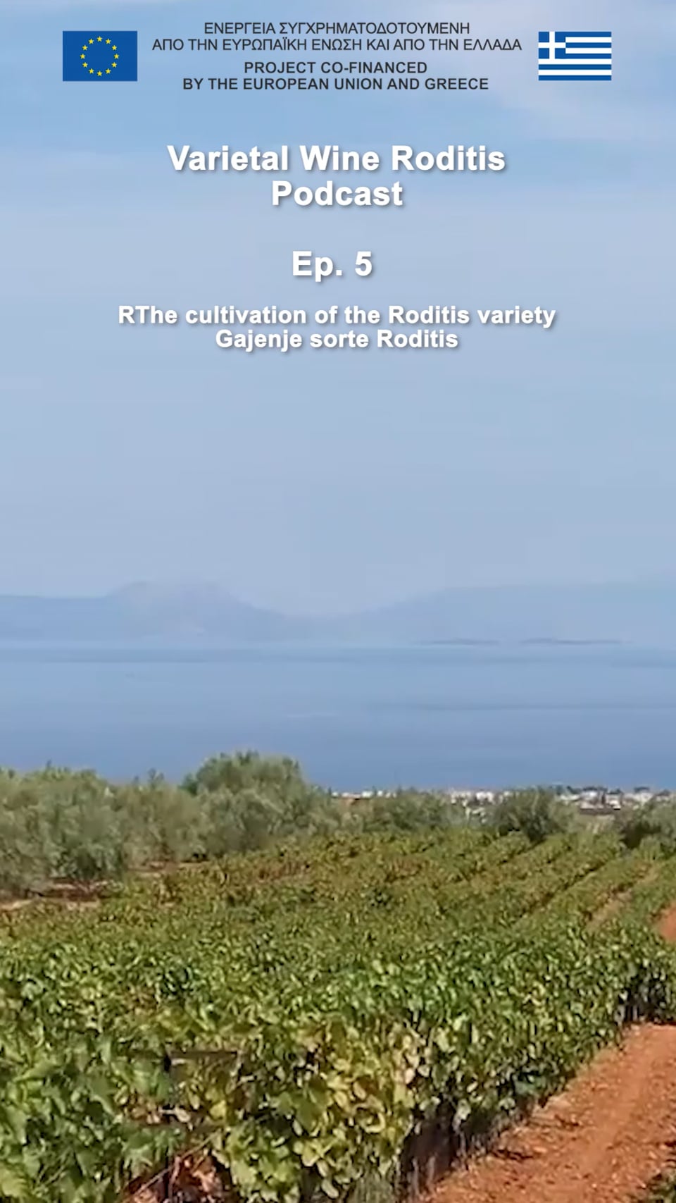 Podcast Roditis Επ. 5 Η καλλιέργεια της ποικιλίας Ροδίτης