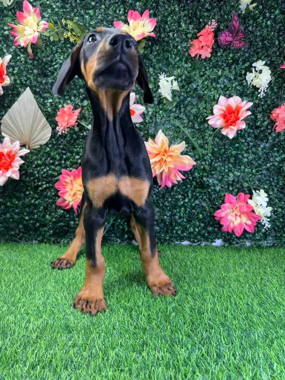 Female Doberman Pinscher puppy named Hazel for sale at Puppy Dreams - Wichita West. video thumbnail