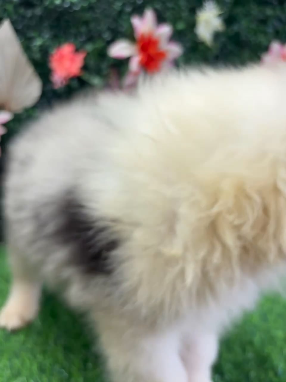 Male Mini Aussie puppy named Gizmo for sale at Puppy Dreams - Wichita West. video thumbnail