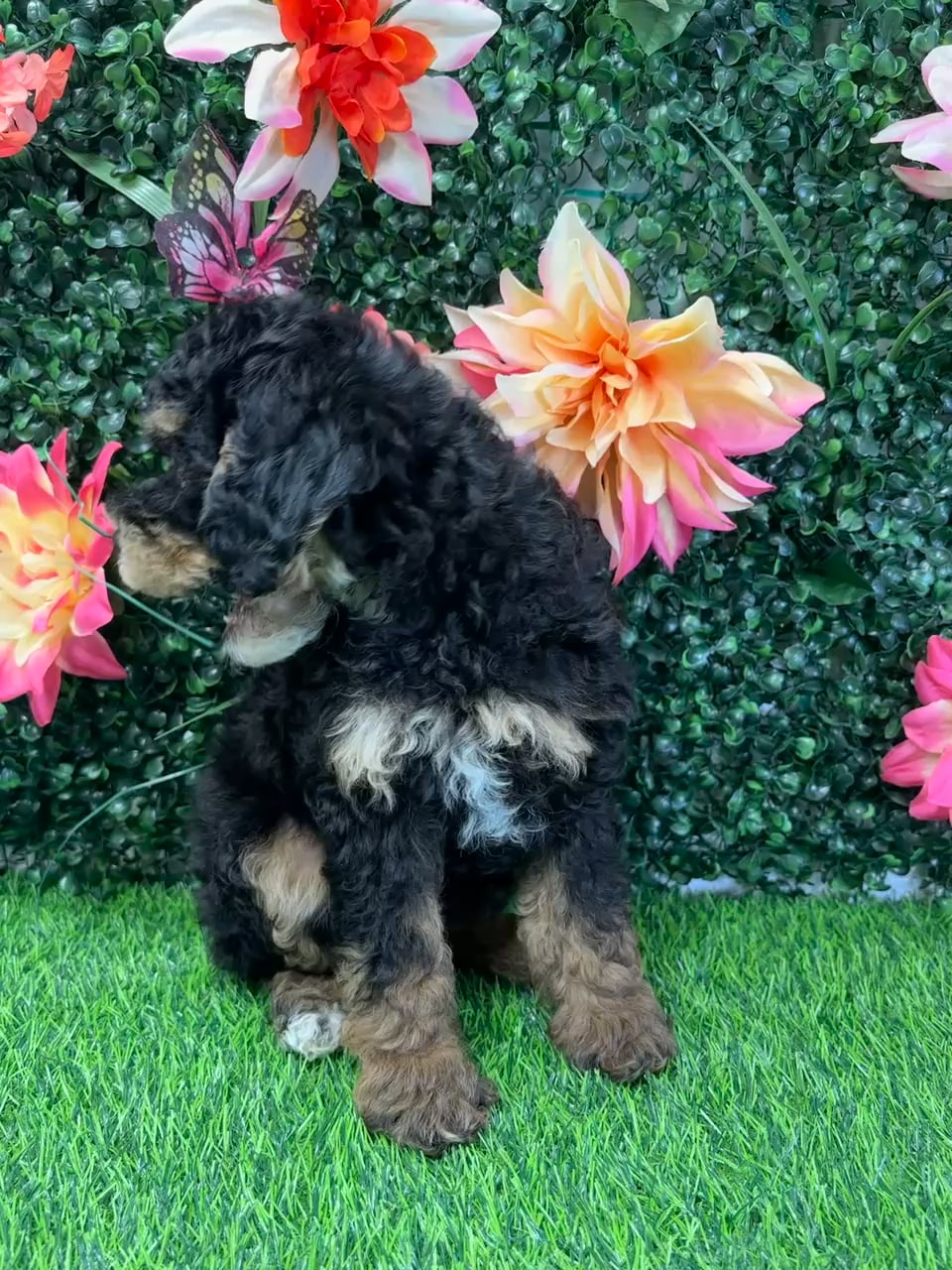 Female Bernedoodle Mini puppy named Elizabeth for sale at Puppy Dreams - Wichita West. video thumbnail