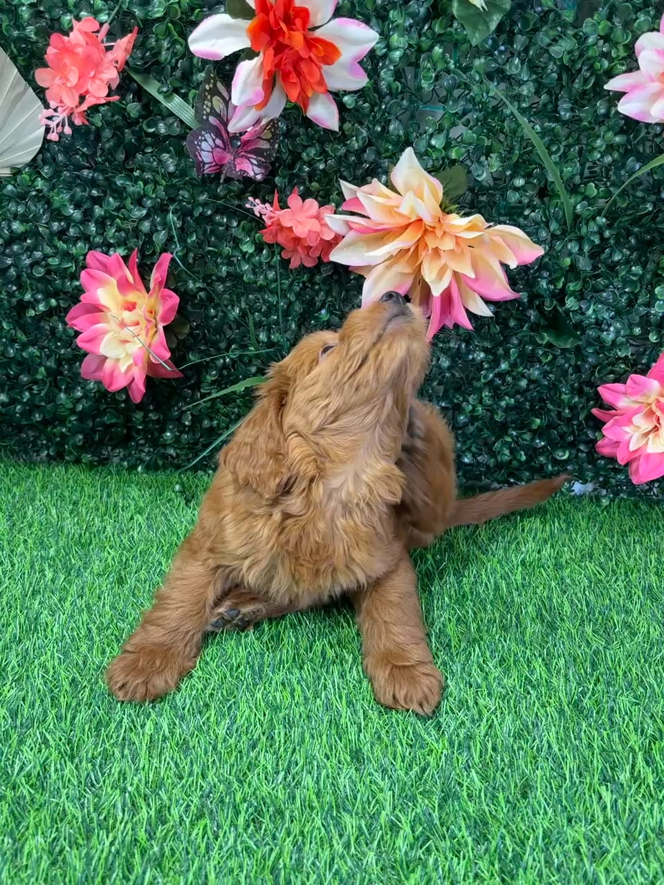 Female Mini Goldendoodle puppy named Ruby for sale at Puppy Dreams - Wichita West. video thumbnail
