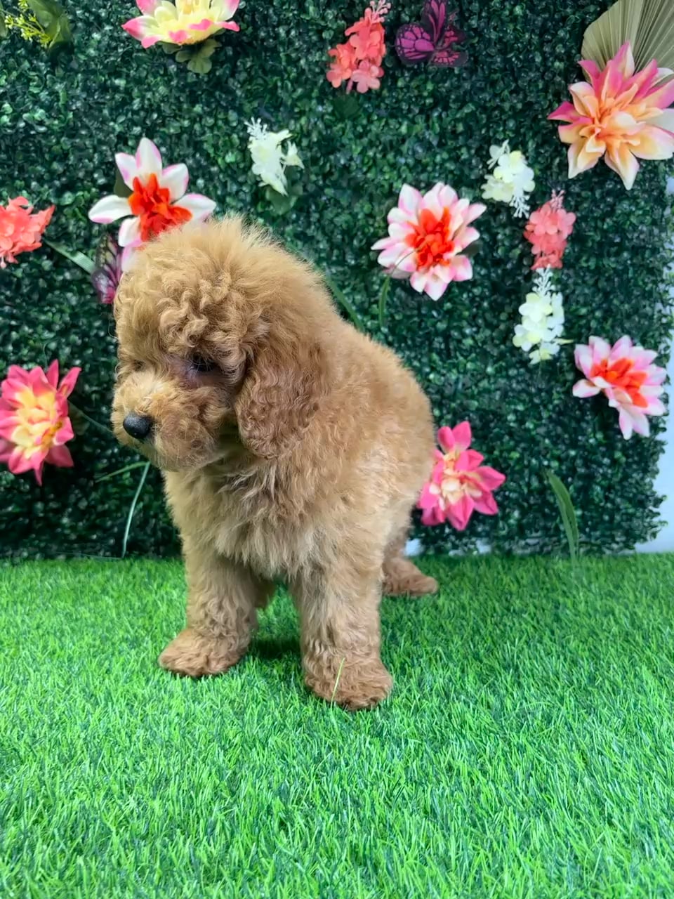 Male Mini Goldendoodle puppy named Max for sale at Puppy Dreams - Wichita West. video thumbnail