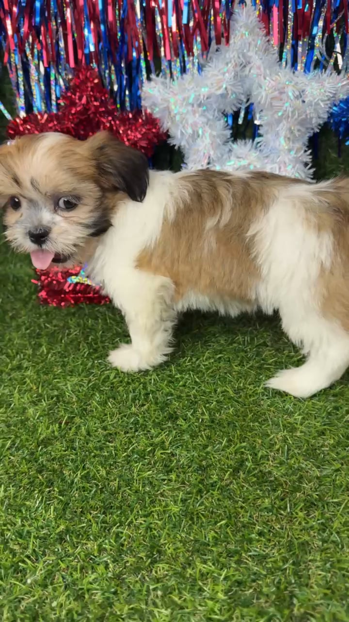 Female Teddy Bear puppy named Mochi for sale at Puppy Dreams - Arlington. video thumbnail