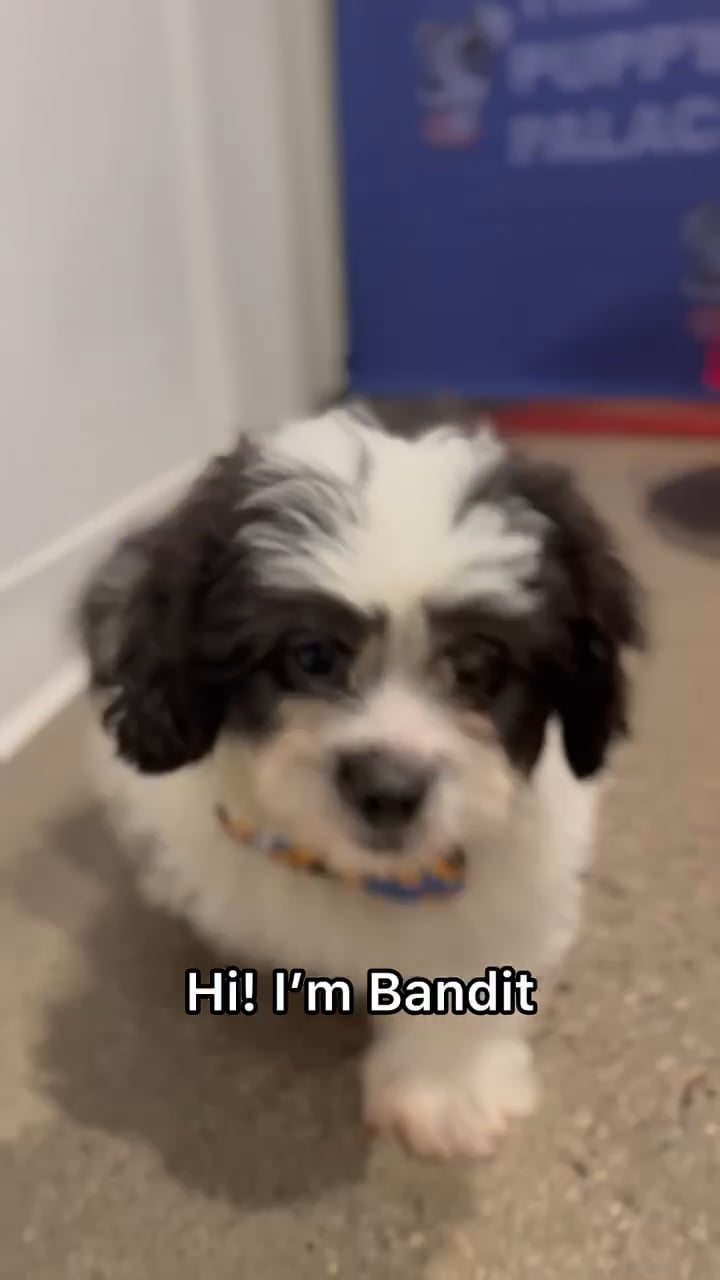 Male Peekapoo puppy named Bandit for sale at The Puppy Palace CT. video thumbnail