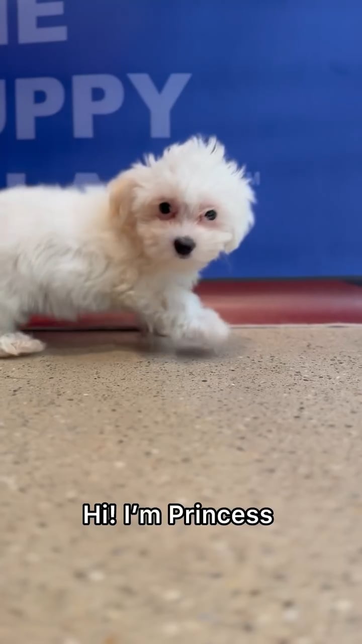 Female Maltipoo puppy named Princess for sale at The Puppy Palace CT. video thumbnail