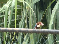 White-throated Kingfisher, Cape Weligama, Sri Lanka
