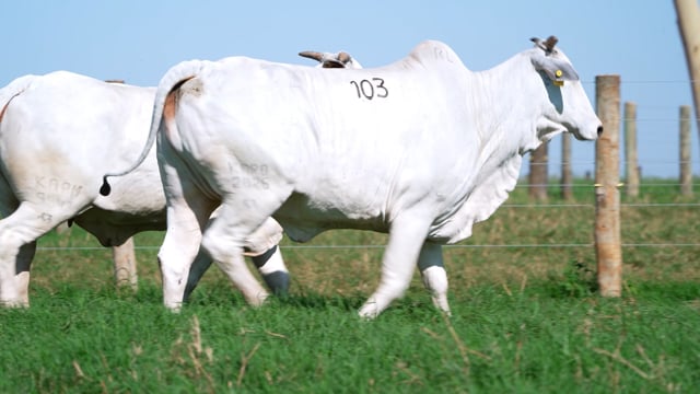 Lote 103