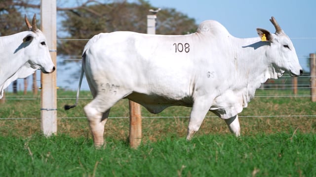 Lote 108