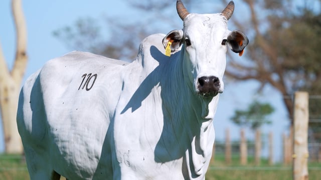 Lote 110