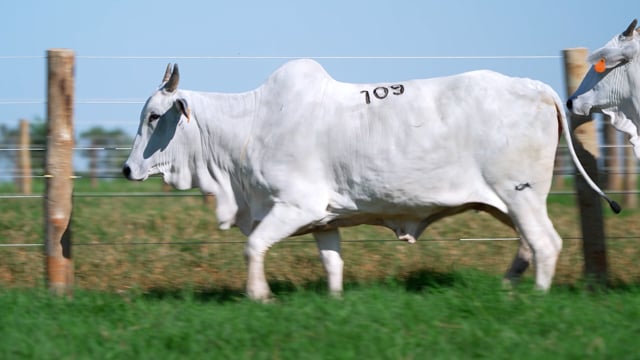 Lote 109