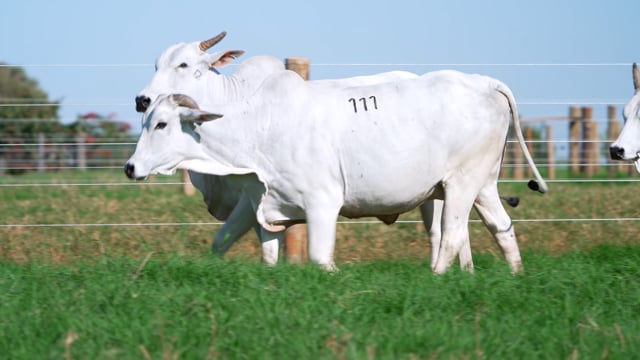 Lote 111