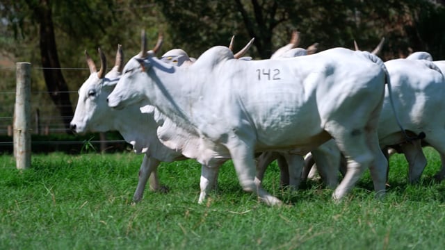 Lote 142