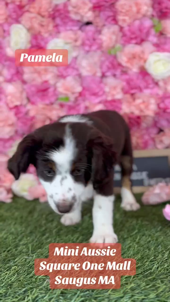 Female Miniature Australian Shepherd puppy named Pamela for sale at Pet Express Saugus. video thumbnail