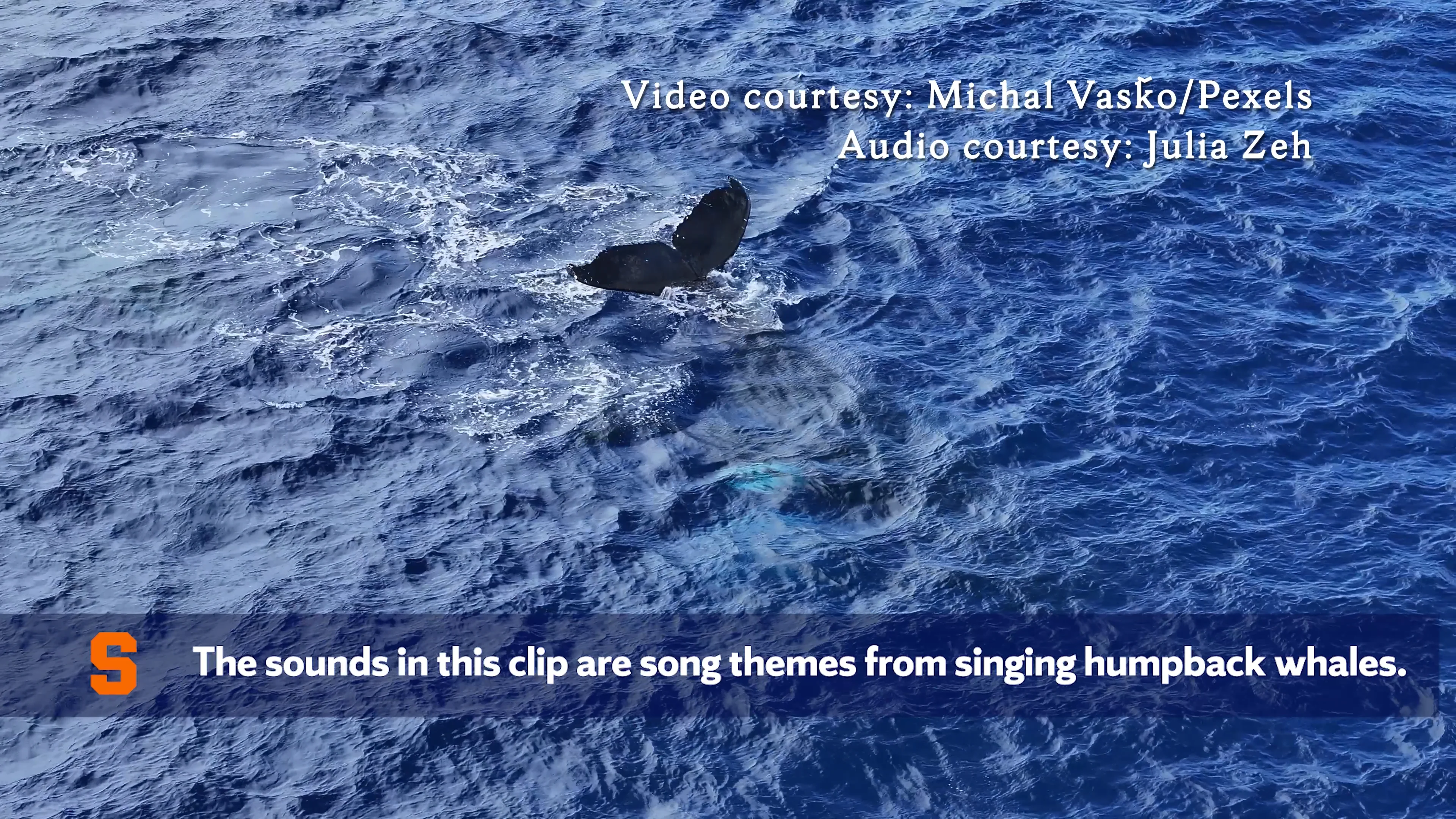Study links humpback whale songs to diving behaviour