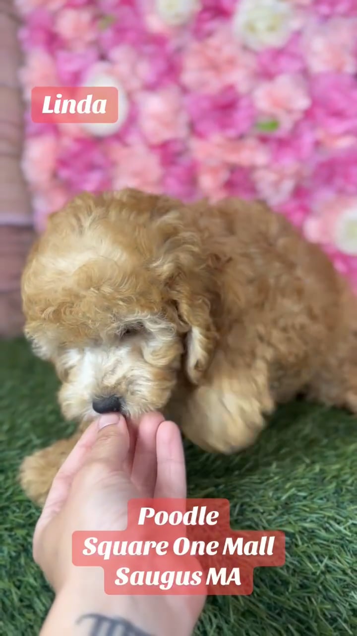 Female Poodle (Mini) puppy named Linda for sale at Pet Express Saugus. video thumbnail