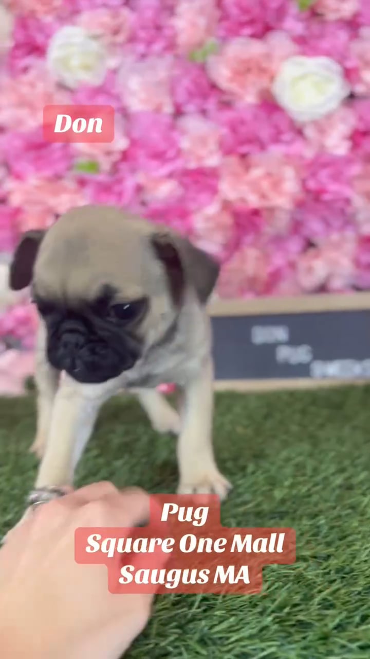 Male Pug puppy named Don for sale at Pet Express Saugus. video thumbnail