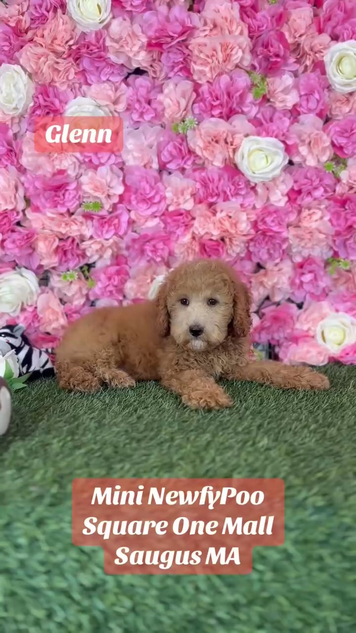 Male Mini Newfypoo 2Nd Gen puppy named Glenn for sale at Pet Express Saugus. video thumbnail